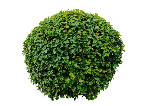 Bougainvillea plant bush in circular shape isolated on white background with clipping path