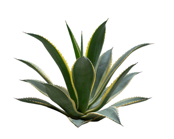 istock Agave plant isolated on white background with clipping path. Tropical plant with sharp thorns. 1251486333