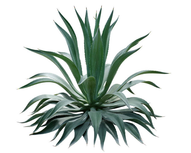 istock Agave plant isolated on white background with clipping path. Tropical plant with sharp thorns. 1251486351