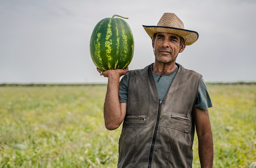 Turkish farmer man in watermelon field, Adana, Turkey