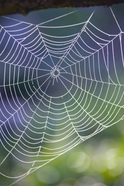 istock Dew drops on a spider web in the woods in the spring. 1251486754