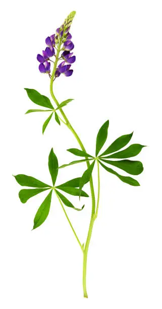 Lupinus polyphyllus purple flowers and leaves isolated on white
