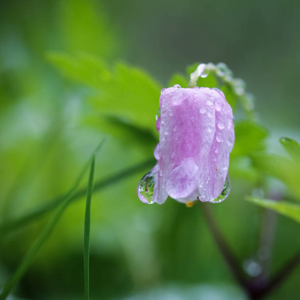istock Nemorosa anemona 1251486844