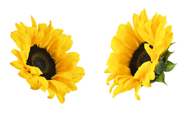 istock Set of yellow decorative sunflowers 1251486856