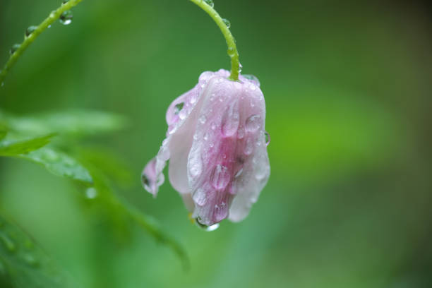 istock Nemorosa anemona 1251486868