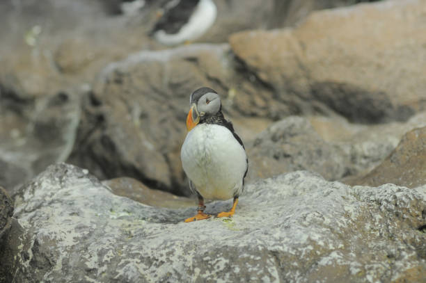 schwarz und weiß gefärbt pinguin - antarctica penguin ice emperor stock-fotos und bilder