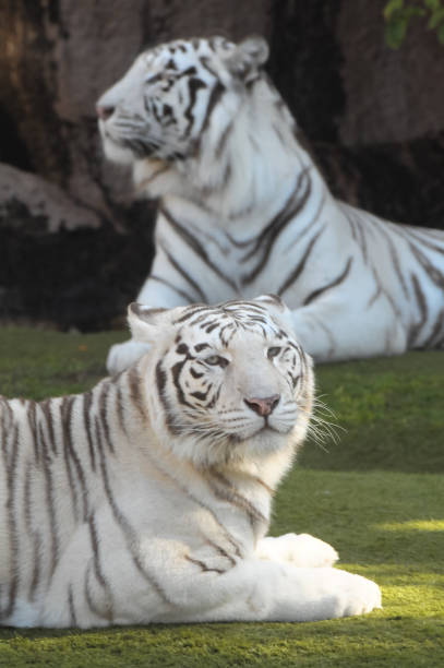 istock Black and White Striped Tiger 1251489959