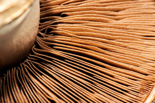 istock Macro photo of a mushroom 1251490151