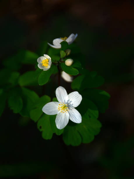 istock White flowers with leaves in the forest 1251491334