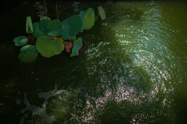 istock water lily on the green water light reflect on the surface 1251491337
