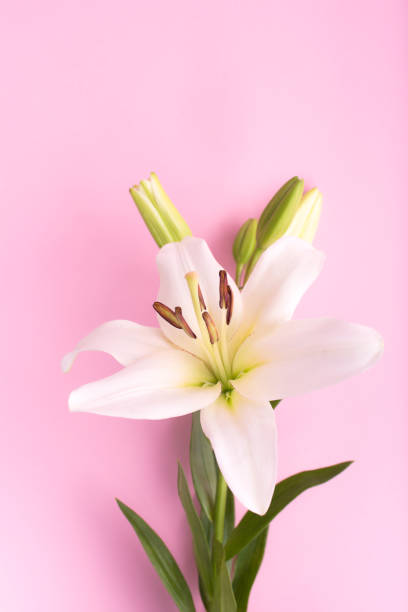 istock Lily flowers on pink background. Flowers composition. 1251494180