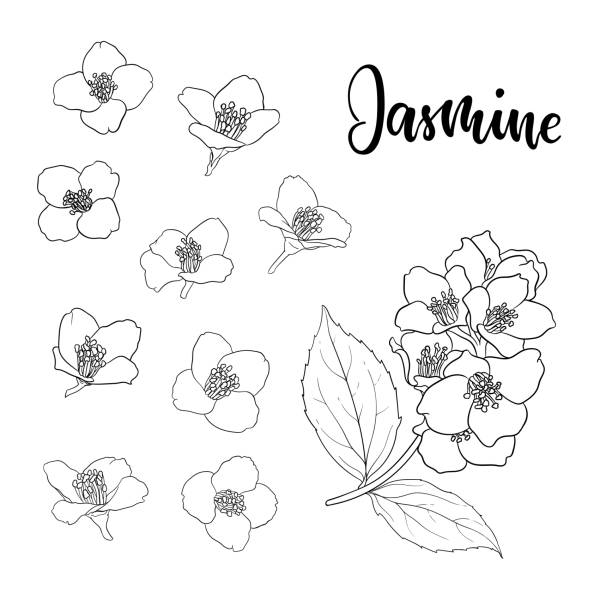 set of beautiful flower jasmine outline isolated on white background. Hand-draw contour line and strokes. greeting card and invitation of wedding, birthday, mother's day and other seasonal holiday beautiful branch flower jasmine outline isolated on white background. Hand-draw contour line and strokes. greeting card and invitation of wedding, birthday, mother's day and other seasonal holiday. bush isolated white background plant stock illustrations
