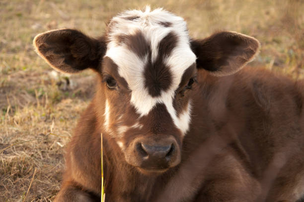 istock Portrait of a cute brown calf 1251495672