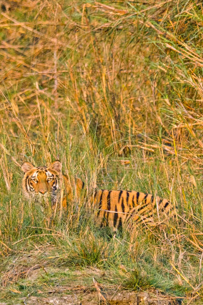 istock Bengal Tiger, Royal Bardia National Park, Nepal 1251495828