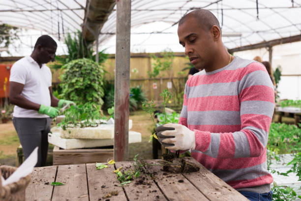istock Man working in greenhouse - pruning tomato sprouts 1251497527