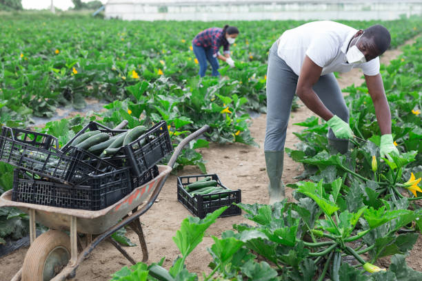 istock Confident hired employee harvesting zucchini 1251497613