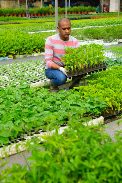 istock Latina man carrying crate with pepper seedlings 1251499080