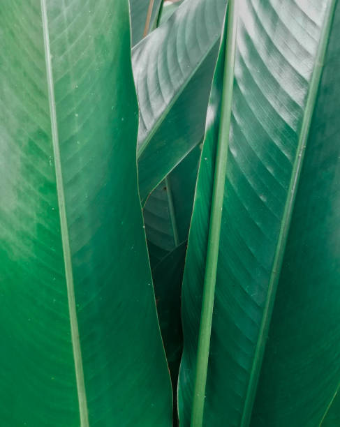 istock Leaves with parallel venation, banana leaves 1251499082