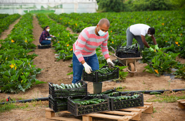 istock Latino farmer in protective mask stocking boxes with zucchini 1251499153