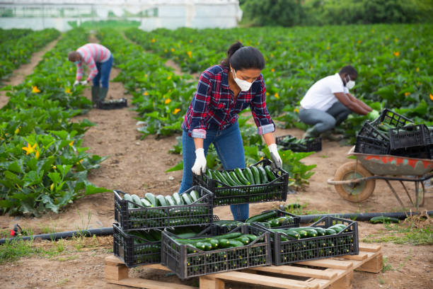 istock Latino female farmer in protective mask stocking boxes with zucchini 1251499154