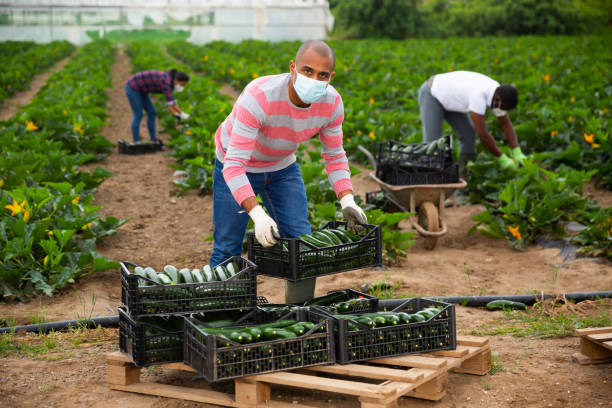 istock Latino farmer in protective mask stocking boxes with zucchini 1251499161