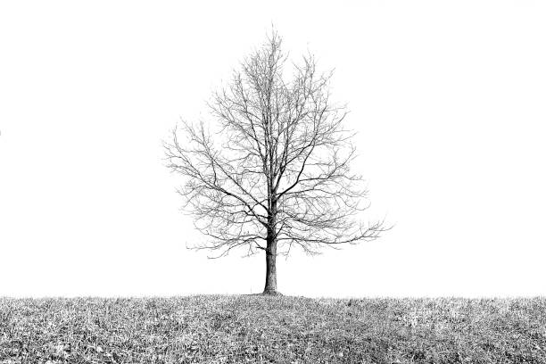 istock Dry and changed by the climate nature landscape 1251499444