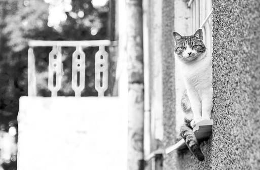 The gray-white cat sitting on a window sill outdoor