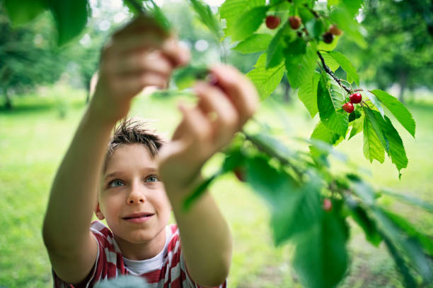 garotinho pegando cerejas no pomar - orchard child crop little boys - fotografias e filmes do acervo