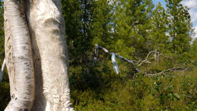 Rags and skins on birch trees. Tradition of reading perfume in people of Khanta. Excellent spiritual forces and rituals.