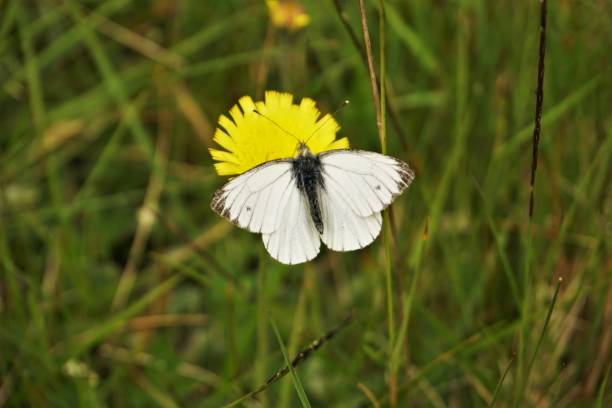 Green-veined white butterfly