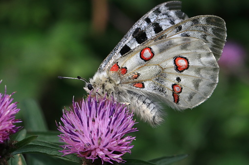 A Red Apollo (Parnassius apollo) is sitting on a flower