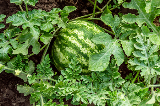 Watermelon growing in garden or field among lush foliage on the ground under sunlight. Harvesting melon field in summer. Organic gardening and agriculture