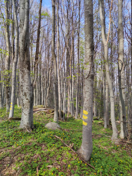 istock Spring landscape of Vitosha Mountain, Bulgaria 1251502585
