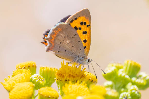 istock Small or common copper butterfly lycaena phlaeas closeup 1251502796