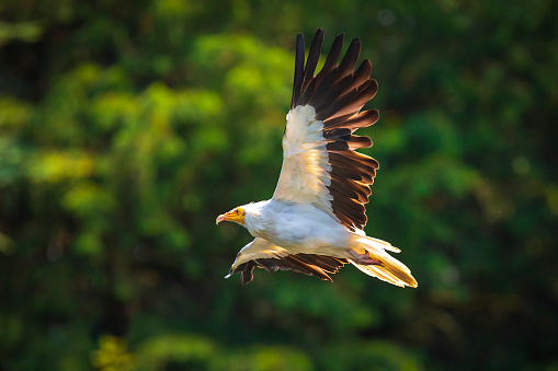 Egyptian vulture Neophron percnopterus bird of prey in flight, hunting on a sunny day.