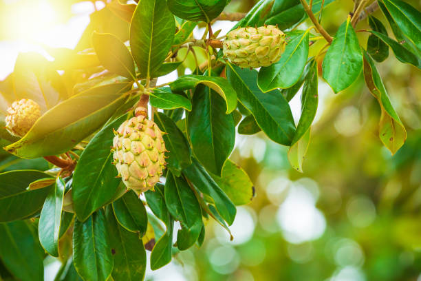 Fresh growing fruits in a magnolia tree