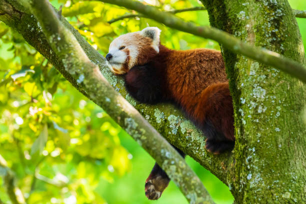 istock Little red panda, Ailurus fulgens, sleeping in a tree 1251502972