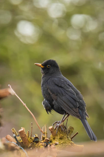 istock Blackbird male turdus merula singing in a tree 1251503014