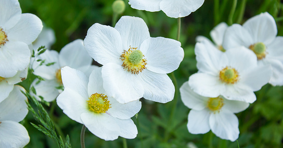 Anemone hupehensis japonica double flower, Chinese anemone, Japanese anemone, thimbleweed, windflower in bloom