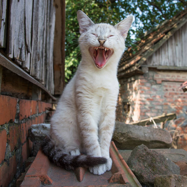 istock Gray cat yawns outdoors on the roof 1251504514