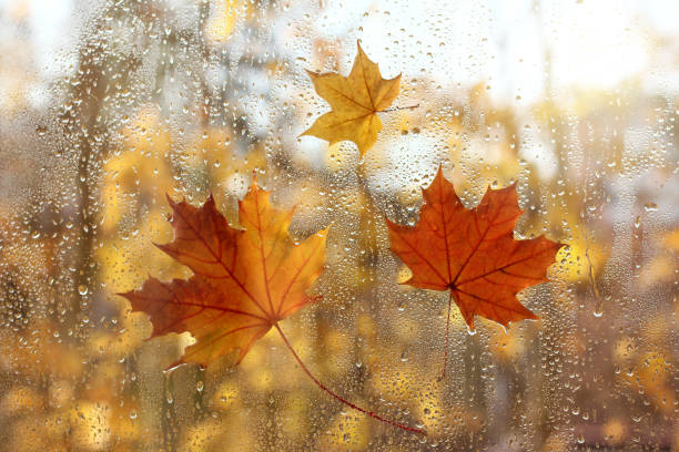 istock autumn sunny morning 1251504585