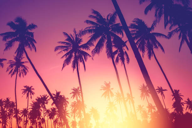 istock Copy space of silhouette tropical palm tree with sun light on sunset sky and cloud abstract background. 1251506075