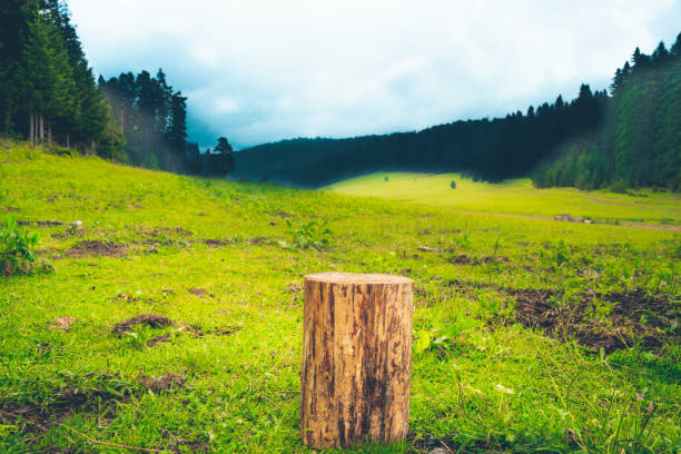 Building land for new construction project on green meadow, plot for construction area stock photo