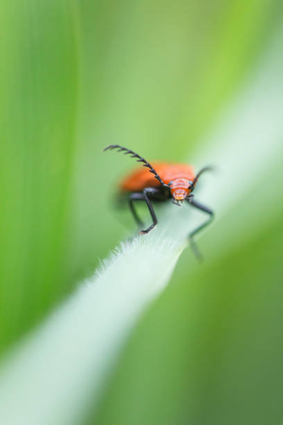 Red Soldier Beetle climbing along a bright green blade of grass beside a farmers field. Red Soldier Beetle climbing along a bright green blade of grass beside a farmers field in the countryside. rhagonycha fulva stock pictures, royalty-free photos & images
