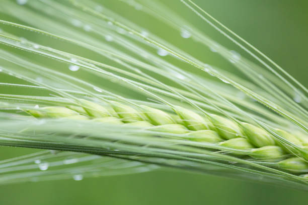 une oreille d’orge verte fraîche après la pluie - nature rain crop europe photos et images de collection