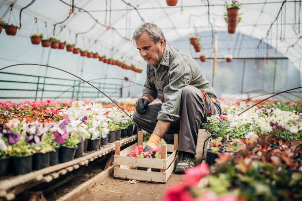istock Senior man working alone on flower farm 1251506383