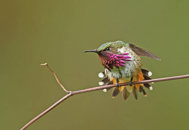 istock Wine-throated Hummingbird 1251507924