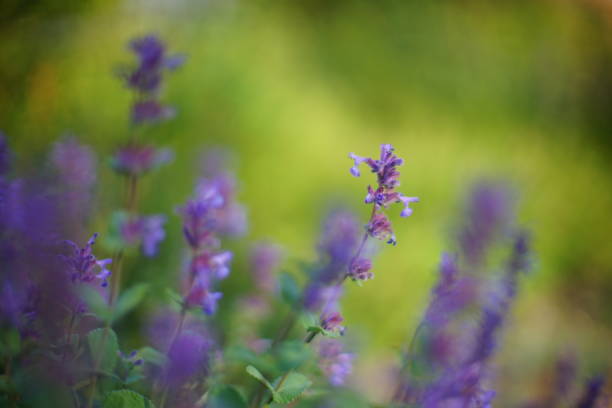 istock Violet wild flowers growing in a green spring field 1251508281