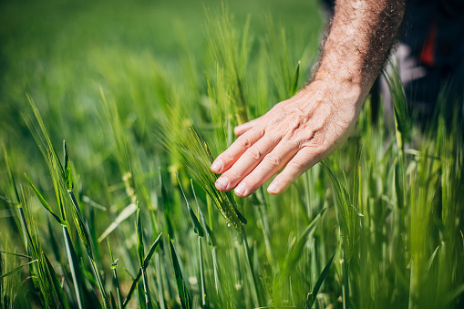 One senior farmer standing in the wheat field on sunny spring day. Close up of human hand touching wheat plant.