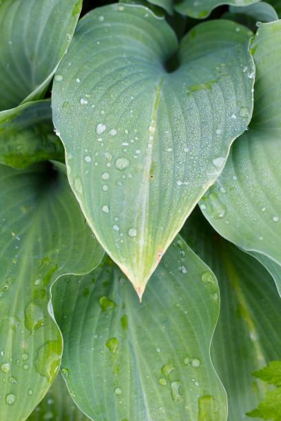 istock Wet Droplets on Green Leaves 1251509215